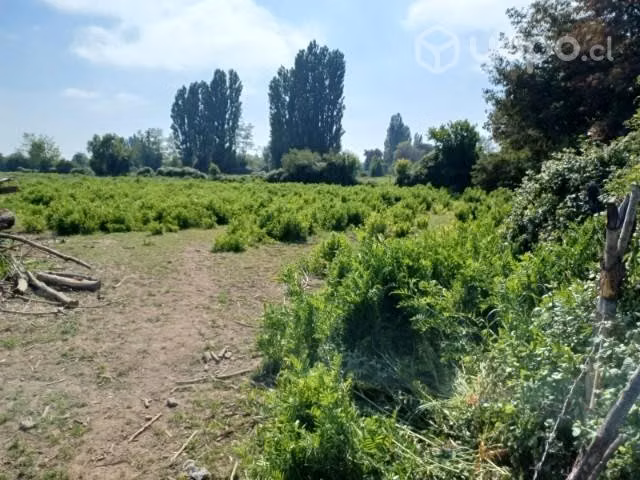 Terreno agricola