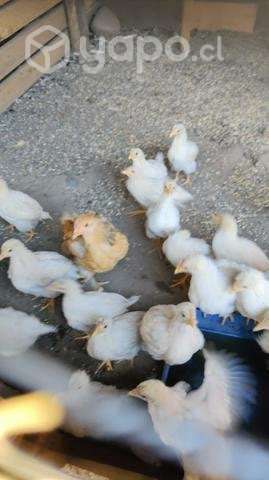Pollos nuevo - Imagen 6