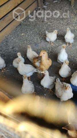 Pollos nuevo - Imagen 5