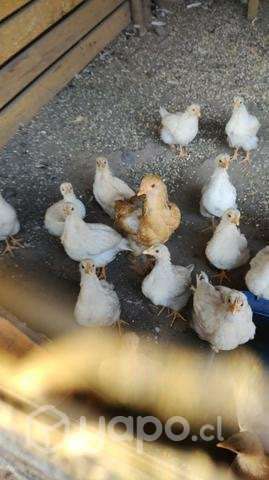 Pollos nuevo - Imagen 2