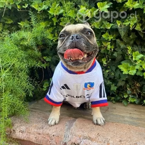 Polera Colo Colo para perritos