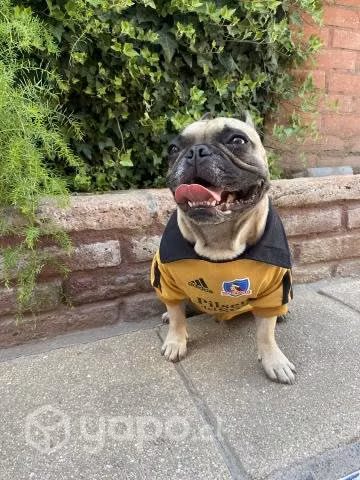 Polera Colo Colo para perritos