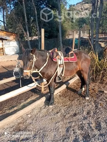 Caballo Manzo y noble - Imagen 4