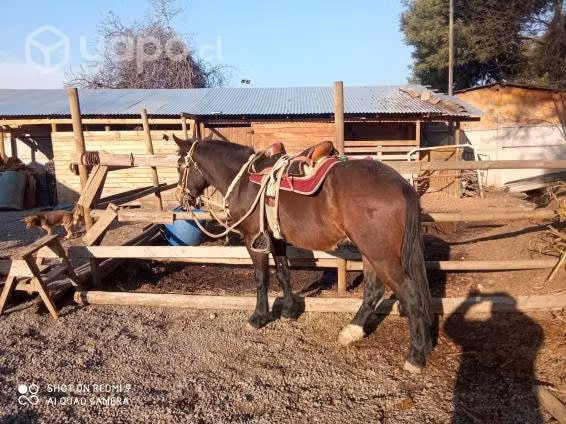 Caballo Manzo y noble - Imagen 3