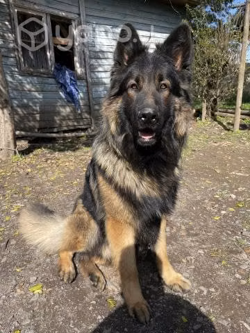 Busco novia Pastor alemán pelo largo