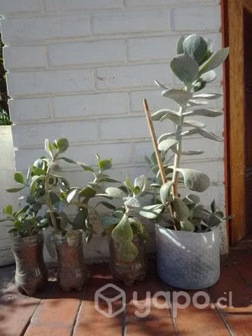 Plantas suculentas