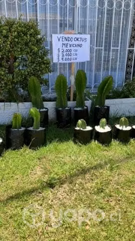 Cactus mexicanos