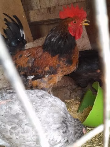 3 gallos