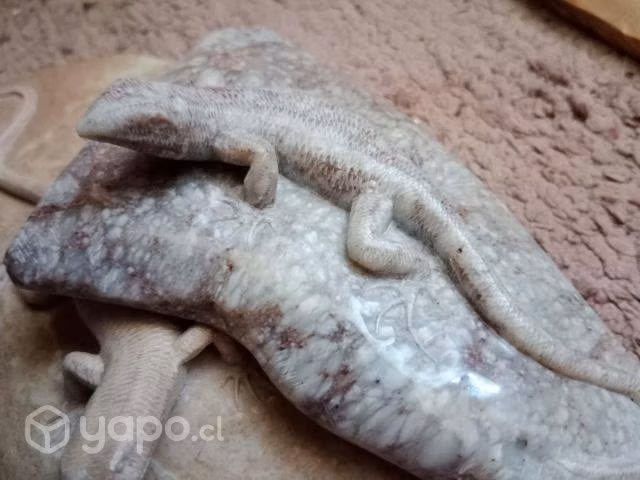 Lagartija de piedra combarbalita