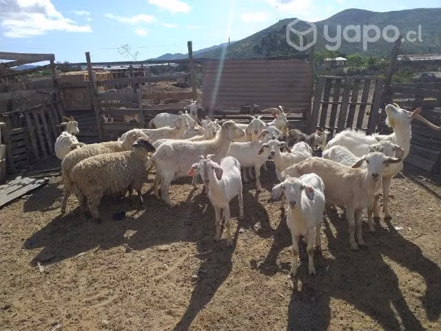 Piño de Cabras - Imagen 3