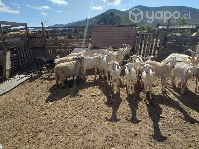 Piño de Cabras - Imagen 5