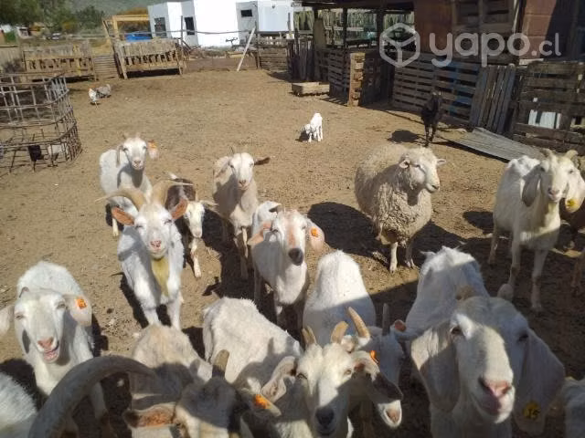 Piño de Cabras