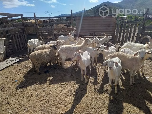 Piño de Cabras - Imagen 4