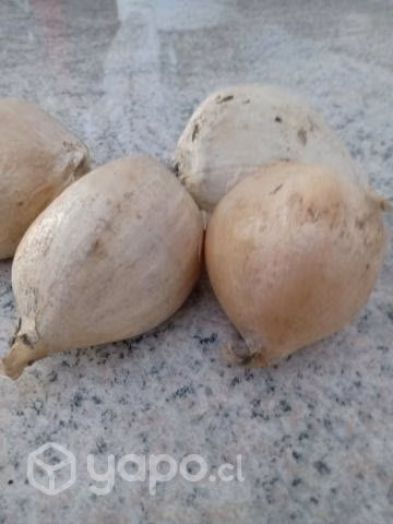 Ajos chilotes
