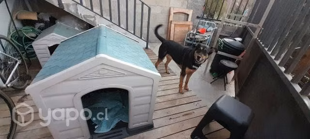 Casa para perros