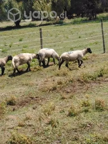 Borreguitas y chivitos