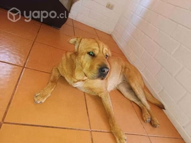 Adopcion - Imagen 2