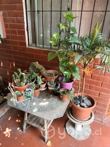 Plantas y cactus