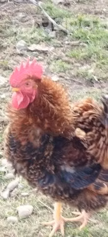 Gallo Trintre