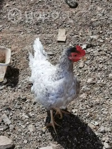 animales de Granja