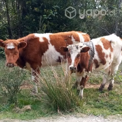2 vaquillas