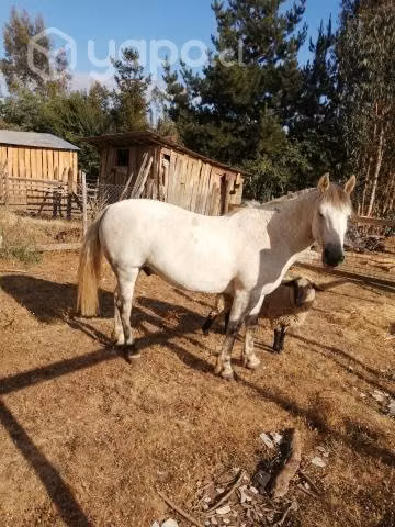 Caballo