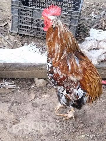 Gallo collonco flor de haba - Imagen 2