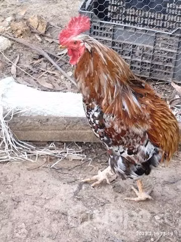Gallo collonco flor de haba