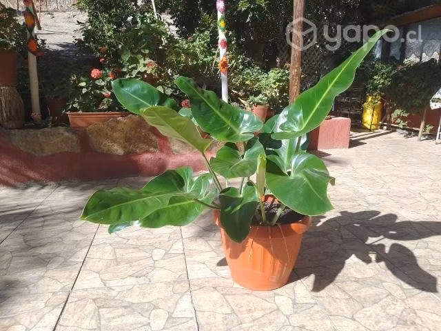 hermosas plantas