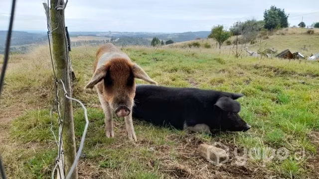 Chancho y jabalí - Imagen 3