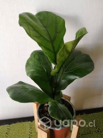 Ficus Lyrata - Gomero Pera con porta maceta