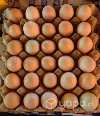 Huevos fresquitos de campo