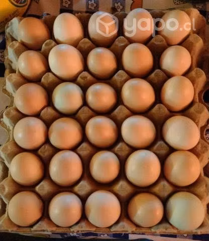 Huevos fresquitos de campo