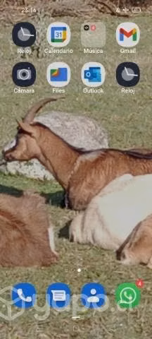 Cabras y chivato lecheros