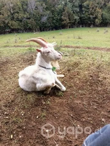 Cabras y chivato lecheros