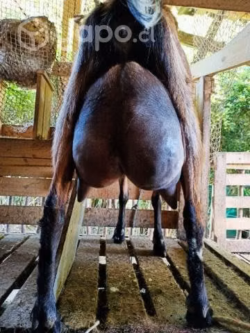 Cabras y chivato lecheros