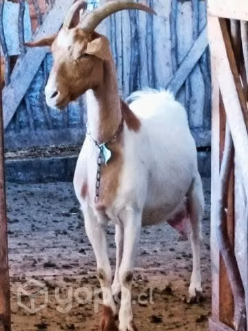 Cabras y chivato lecheros
