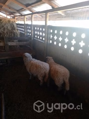 Corderito y borrega de la temporada