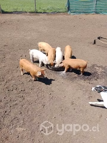cerditos