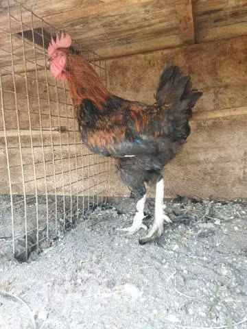 Gallitos nuevos castizos