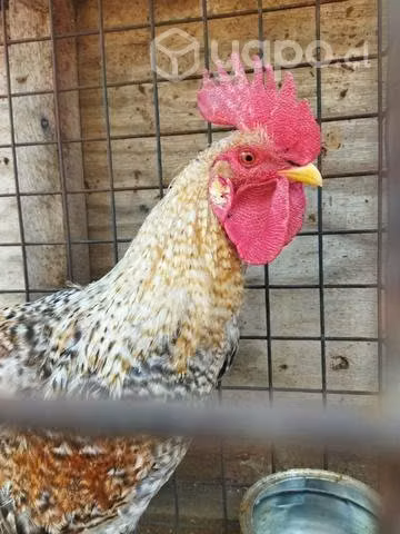 Gallitos nuevos castizos