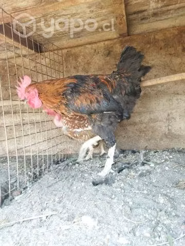 Gallitos nuevos castizos