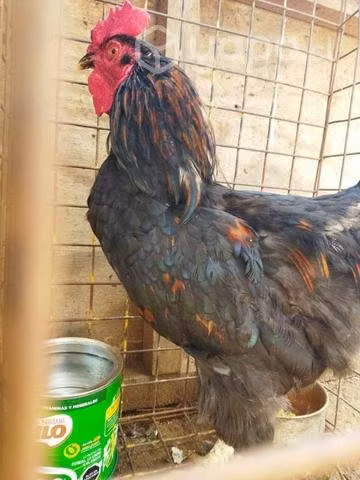 Gallitos nuevos castizos
