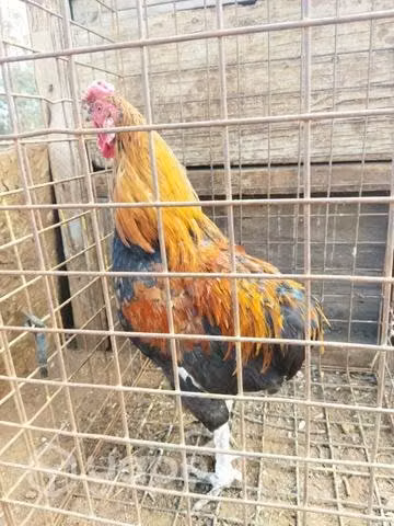Gallitos nuevos castizos