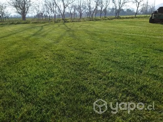 Pasto Alfombra