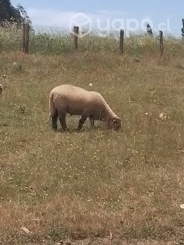 carnero