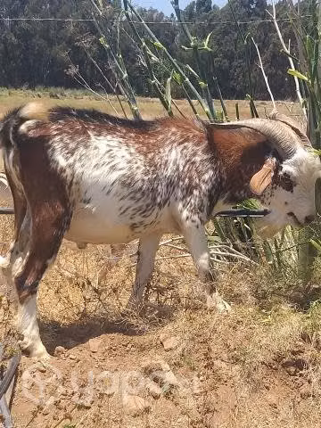 Chivo