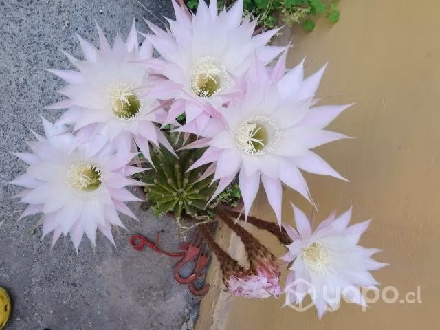 Cactus echinopsis  cactus, plantas, flores
