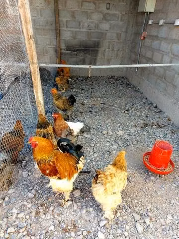 Gallinas brahmas / criollas mejoradas