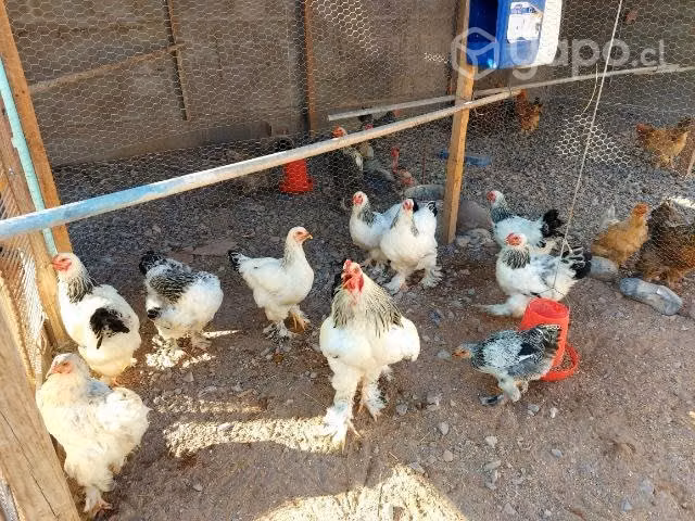 Gallinas brahmas / criollas mejoradas